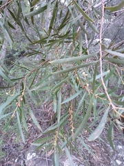 Hakea dactyloides