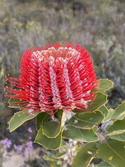 Banksia coccinea