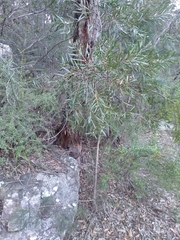 Hakea dactyloides