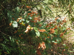 Flemingia strobilifera