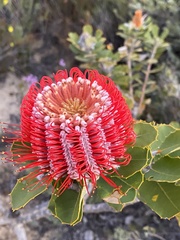 Banksia coccinea