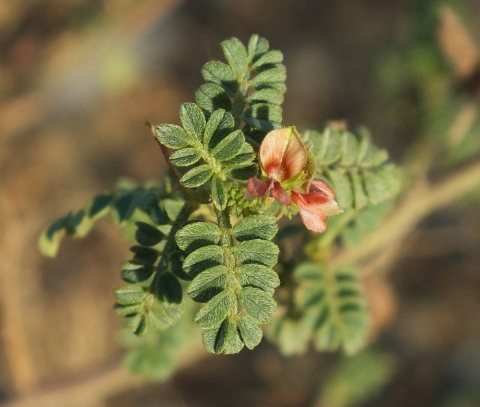 Indigofera colutea