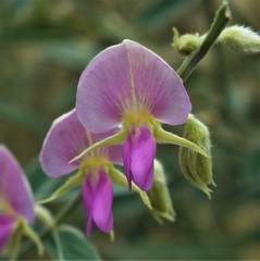 Tephrosia nubica