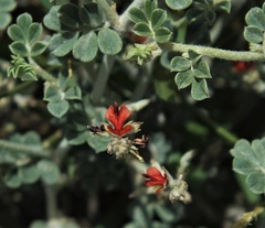 Indigofera intricata