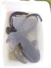 Silurus glanis