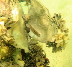 Redigobius macrostoma
