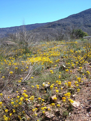 Ornithogalum dubium