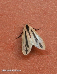 Creatonotos gangis-interrupta agg