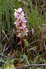 Satyrium pallens