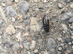 Porcellio ornatus