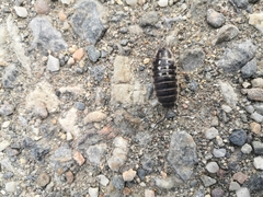Porcellio ornatus