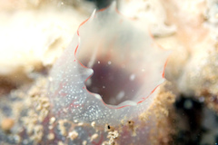 Ascidia