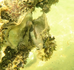 Redigobius macrostoma