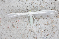 Pterophorus pentadactyla