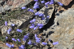 Campanula excisa