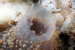 Ascidia