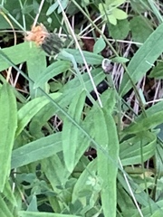 Pentanema salicinum