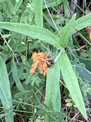 Pentanema salicinum