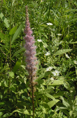 Astilbe chinensis