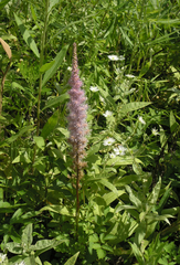 Astilbe chinensis