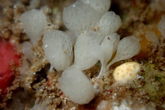 Calcarea