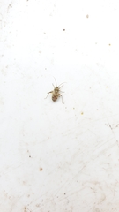 Polymerus vulneratus