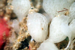 Calcarea