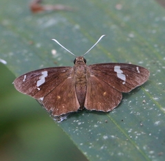 Celaenorrhinus putra