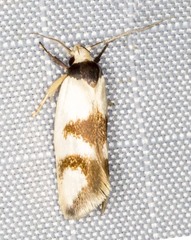 Antipterna trilicella