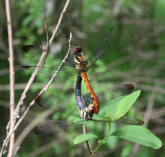 Sympetrum risi