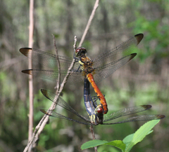 Sympetrum risi