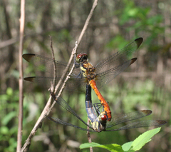 Sympetrum risi