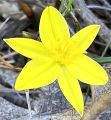 Tricoryne elatior