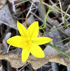 Tricoryne elatior