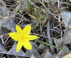 Tricoryne elatior
