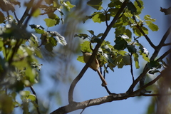 Prinia subflava