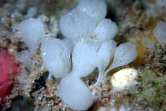 Calcarea