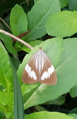 Nyctemera tripunctaria