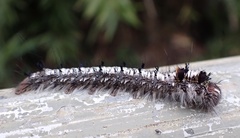 Dendrolimus punctata