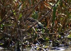 Ixobrychus minutus payesii