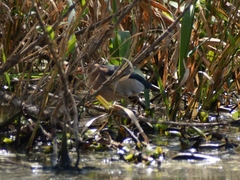 Ixobrychus minutus payesii