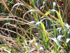 Ixobrychus minutus payesii