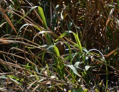 Ixobrychus minutus payesii