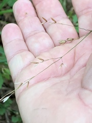 Melica uniflora