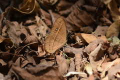 Brakefieldia perspicua