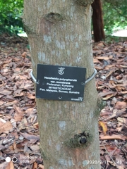 Horsfieldia polyspherula