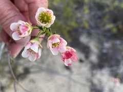 Chamelaucium megalopetalum