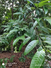 Horsfieldia polyspherula