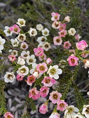 Chamelaucium megalopetalum