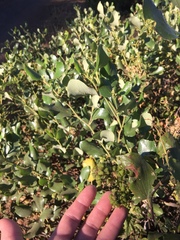 Ceanothus velutinus velutinus